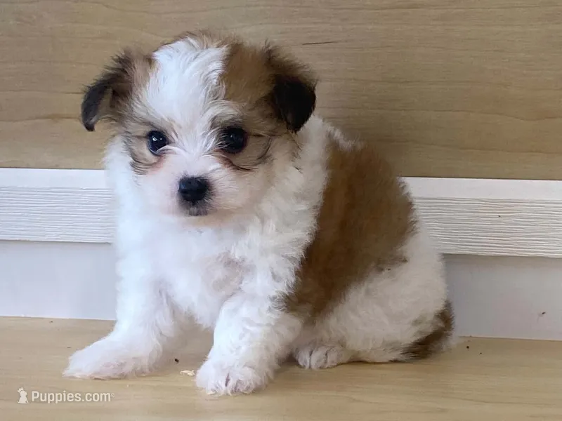 Panzy – Morkie puppy for sale in Fennimore, WI