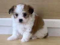 Panzy, a female Morkie for sale in Fennimore, WI – 1 of 10