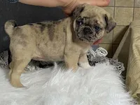 Amy, a female Pug for sale in Fennimore, WI – 3 of 10