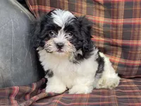 LULU, a female Bichon Frise and Shih Tzu for sale in Fennimore, WI – 5 of 9