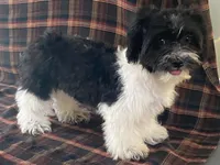 Lex, a male Bichon Frise and Shih Tzu for sale in Fennimore, WI – 4 of 10