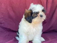 Buster, a male Shih Tzu for sale in Fennimore, WI – 6 of 10