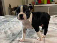Pepe, a male Boston Terrier for sale in Fennimore, WI – 10 of 10
