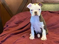 fido, a male Boston Terrier for sale in Fennimore, WI – 5 of 10