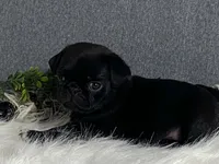 Archie, a male Pug for sale in Fennimore, WI – 7 of 9