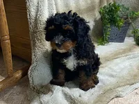 Teddy, a male Cavapoo for sale in Fennimore, WI – 9 of 10
