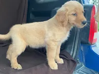 Lola, a female Golden Retriever for sale in Fennimore, WI – 8 of 10