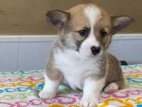 Bubbly, a female Pembroke Welsh Corgi for sale in Fennimore, WI – 3 of 8