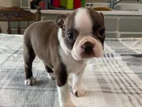 Ruby, a female Boston Terrier for sale in Fennimore, WI – 10 of 10