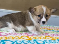 Trixie, a female Pembroke Welsh Corgi for sale in Fennimore, WI – 5 of 10