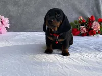 April, a female Dachshund for sale in Fennimore, WI – 4 of 9