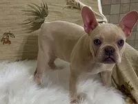 zasha, a female Frenchton for sale in Fennimore, WI – 3 of 9