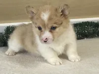 Popsickle, a female Pembroke Welsh Corgi for sale in Fennimore, WI – Photo 2 of 9