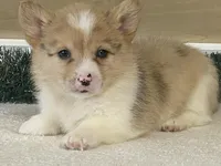 Popsickle, a female Pembroke Welsh Corgi for sale in Fennimore, WI – Photo 9 of 9
