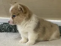 Popsickle, a female Pembroke Welsh Corgi for sale in Fennimore, WI – Photo 3 of 9
