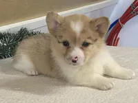 Popsickle, a female Pembroke Welsh Corgi for sale in Fennimore, WI – Photo 7 of 9