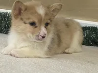 Popsickle, a female Pembroke Welsh Corgi for sale in Fennimore, WI – Photo 6 of 9