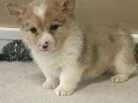 Popsickle, a female Pembroke Welsh Corgi for sale in Fennimore, WI – Photo 8 of 9