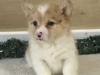 Popsickle, a female Pembroke Welsh Corgi for sale in Fennimore, WI – Photo 1 of 9