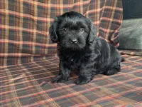 King, a male Cavalier King Charles Spaniel and Shih Tzu for sale in Fennimore, WI – 6 of 10