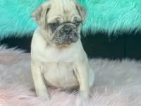 scotchy, a female Pug for sale in Fennimore, WI – 5 of 10