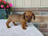 Twix, a female Dachshund for sale in Fennimore, WI – 9 of 10