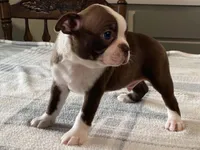 Choco, a male Boston Terrier for sale in Fennimore, WI – 6 of 9