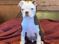 fido, a male Boston Terrier for sale in Fennimore, WI – 3 of 10