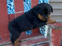 Chopper, a male Rottweiler for sale in Fennimore, WI – 4 of 10