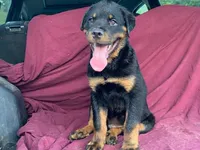 Groucho, a male Rottweiler for sale in Fennimore, WI – 8 of 9