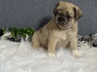 Amy, a female Pug for sale in Fennimore, WI – 6 of 10