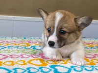 Trixie, a female Pembroke Welsh Corgi for sale in Fennimore, WI – 1 of 10