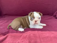 Hershey, a female Boston Terrier for sale in Fennimore, WI – 6 of 7