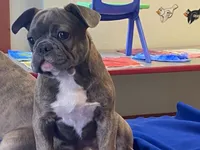 Fancy, a female French Bulldog for sale in Fennimore, WI – 5 of 10