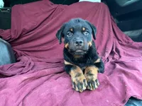 Taffy, a female Rottweiler for sale in Fennimore, WI – 8 of 9