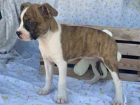 Stripes, a female Boston Terrier and Fox Terrier for sale in Fennimore, WI – 4 of 9