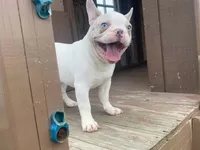 Panda, a male French Bulldog for sale in Fennimore, WI – 5 of 9