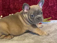 Tank, a male French Bulldog for sale in Fennimore, WI – 6 of 9
