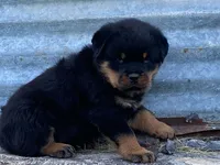 Groucho, a male Rottweiler for sale in Fennimore, WI – 2 of 10