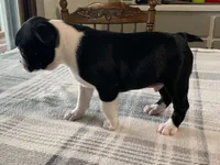Pepe, a male Boston Terrier for sale in Fennimore, WI – 3 of 10