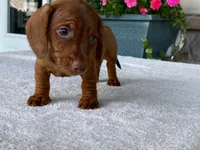 Tootsie Roll, a male Dachshund for sale in Fennimore, WI – 2 of 10