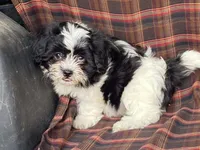 LULU, a female Bichon Frise and Shih Tzu for sale in Fennimore, WI – 3 of 9