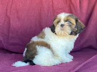 Billy, a male Shih Tzu for sale in Fennimore, WI – 6 of 10