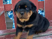 Fido, a male Rottweiler for sale in Fennimore, WI – 8 of 10