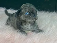 Chi Chi, a female Pug for sale in Fennimore, WI – 10 of 10