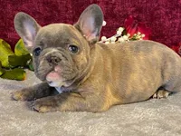 Fancy, a female French Bulldog for sale in Fennimore, WI – 5 of 9