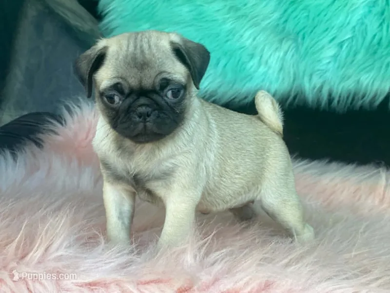 Cha Cha – Pug puppy for sale in Fennimore, WI