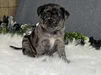 Alexa, a female Pug for sale in Fennimore, WI – 9 of 10