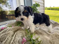 poppy, a male Cavapoo for sale in Fennimore, WI – 7 of 10