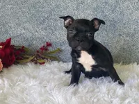 Potsy, a male Frenchton for sale in Fennimore, WI – 5 of 10